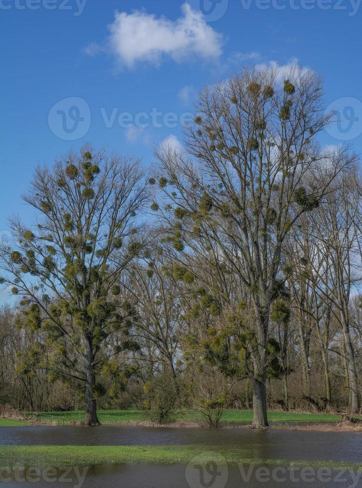 Urdenbacher Kaempe Nature Reserve,old Rhine floodplain,Duesseldorf,Germany photo