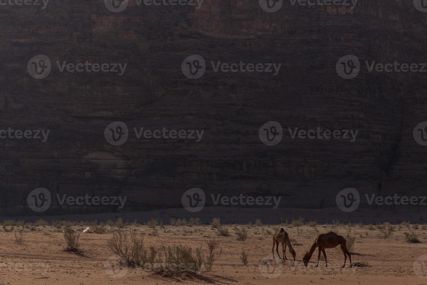 Camels in the Wadi Rum desert photo