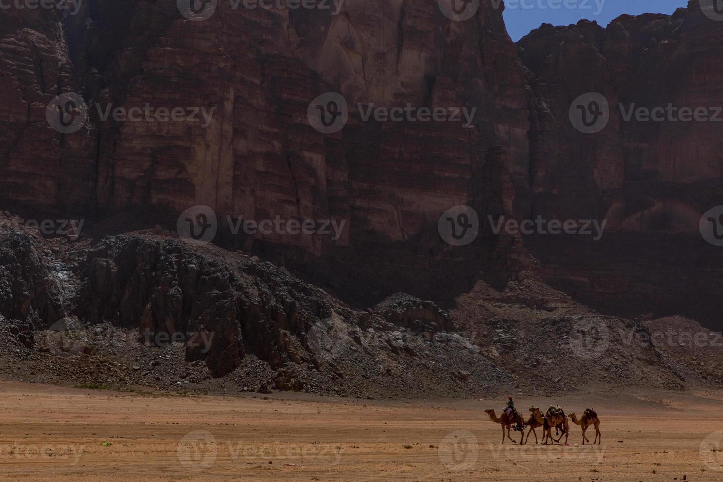 Camels in the Wadi Rum desert photo