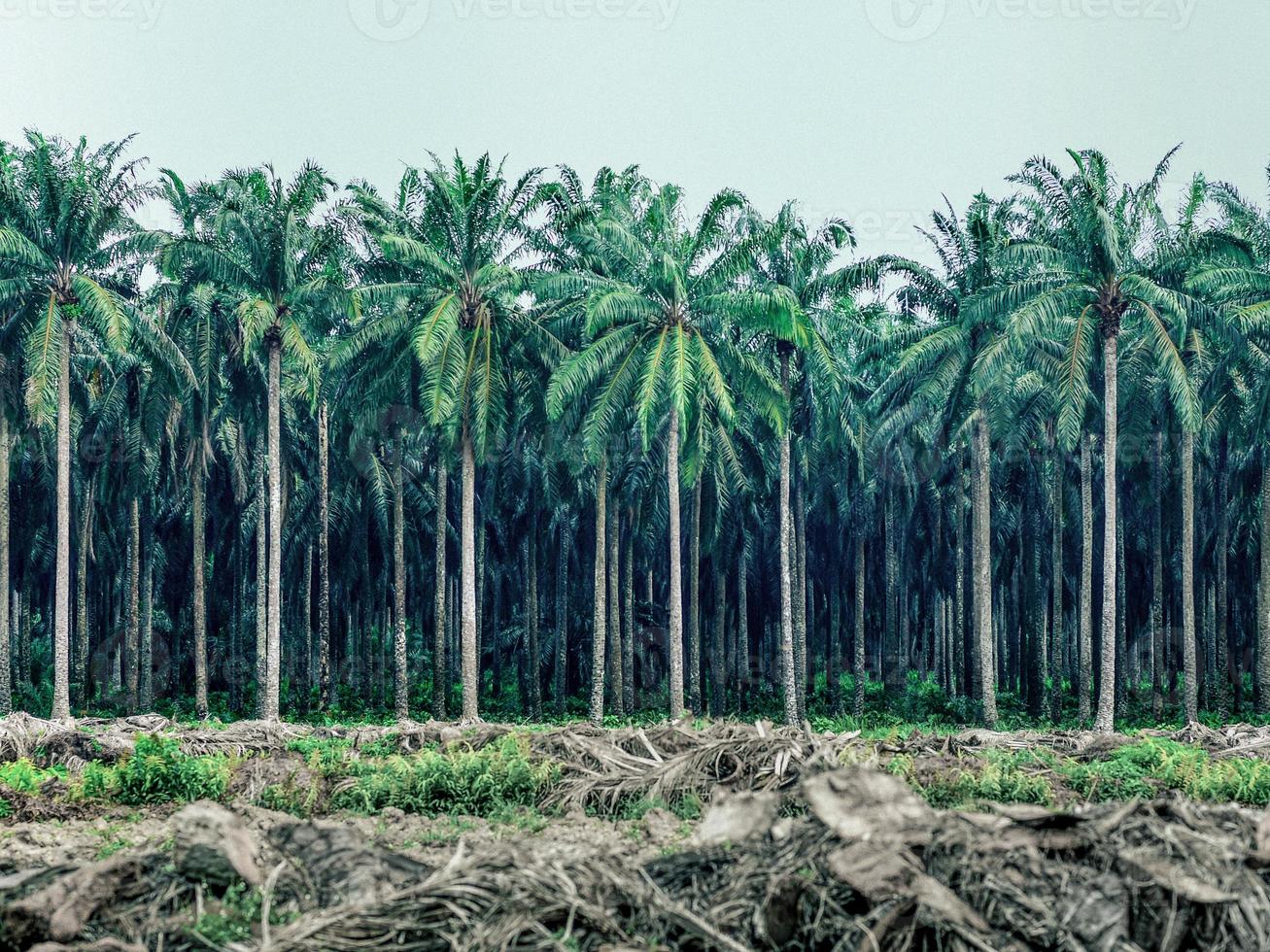 Palm oil estate in Malaysia photo