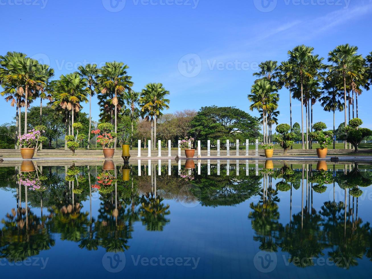 Palm tree reflections in the park photo