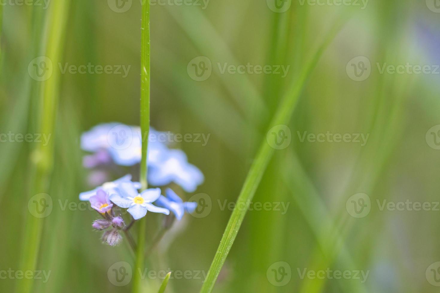 Blue petals of a flower isolated in green grass shown. Natural meadow with flowers photo