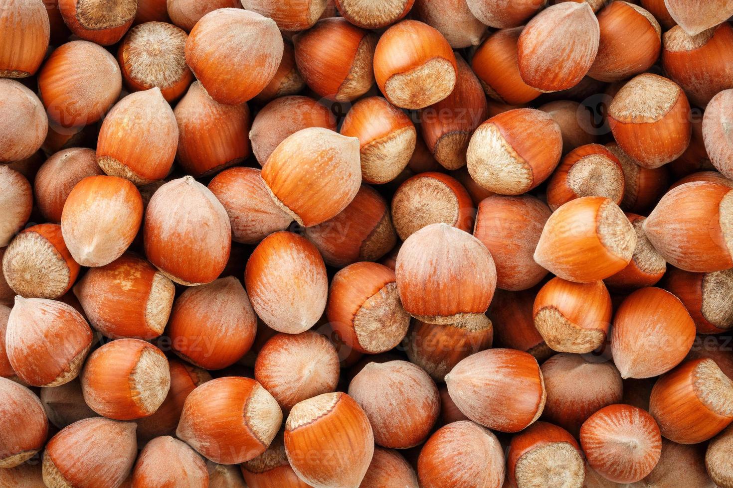 Dried unshelled hazelnuts seeds of Whole nuts as background photo