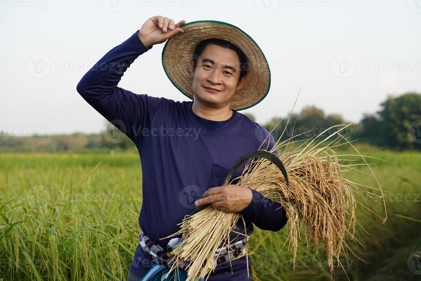 apuesto agricultor asiático usa sombrero, sostiene hoz y plantas de arroz cosechadas en el campo de arroz. concepto, ocupación agrícola, granjero cultiva arroz orgánico. foto