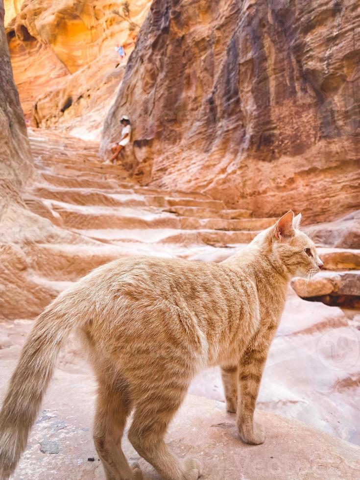 hermoso gato jengibre curioso en las escaleras mira a tu alrededor por turista en petra. jordania cultura y animales domesticos foto