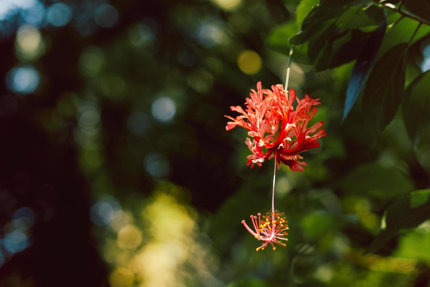 Fringed hibiscus schizopetalus flower blooming in the garden. photo