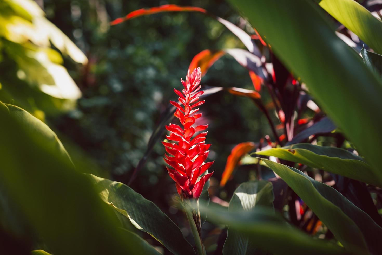 Red ginger alpinia purpurata blooming in the tropical garden. photo