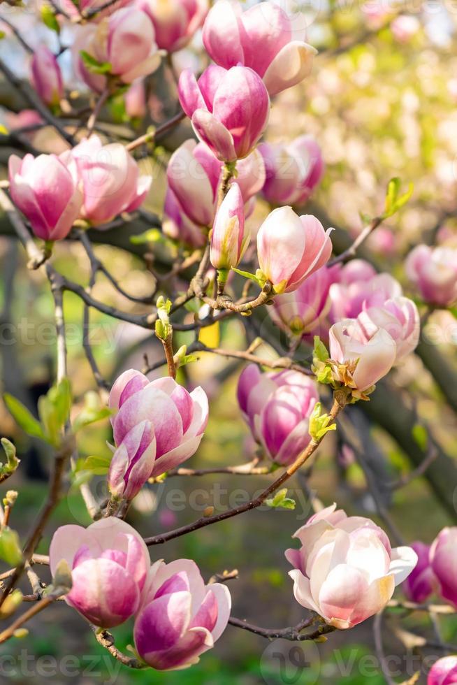 flores de magnolia rosa florecientes. rama de magnolio 17333939 Foto de  stock en Vecteezy