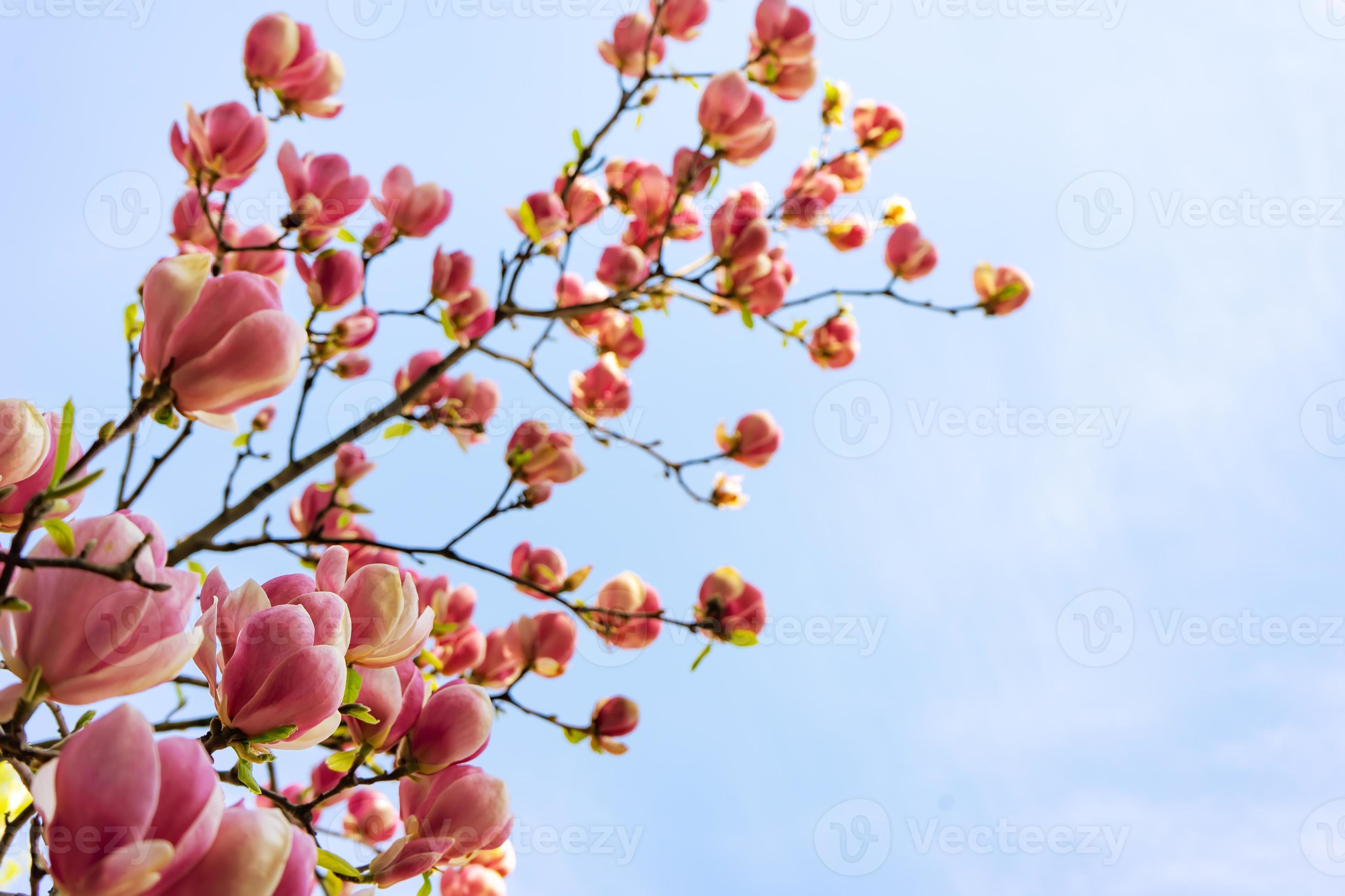 pink magnolia flower branch