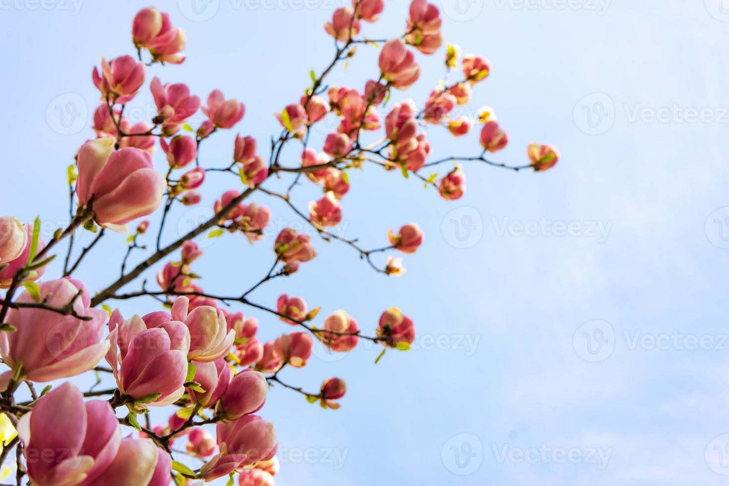 flores de magnolia rosa florecientes. rama de magnolio 17333977 Foto de  stock en Vecteezy