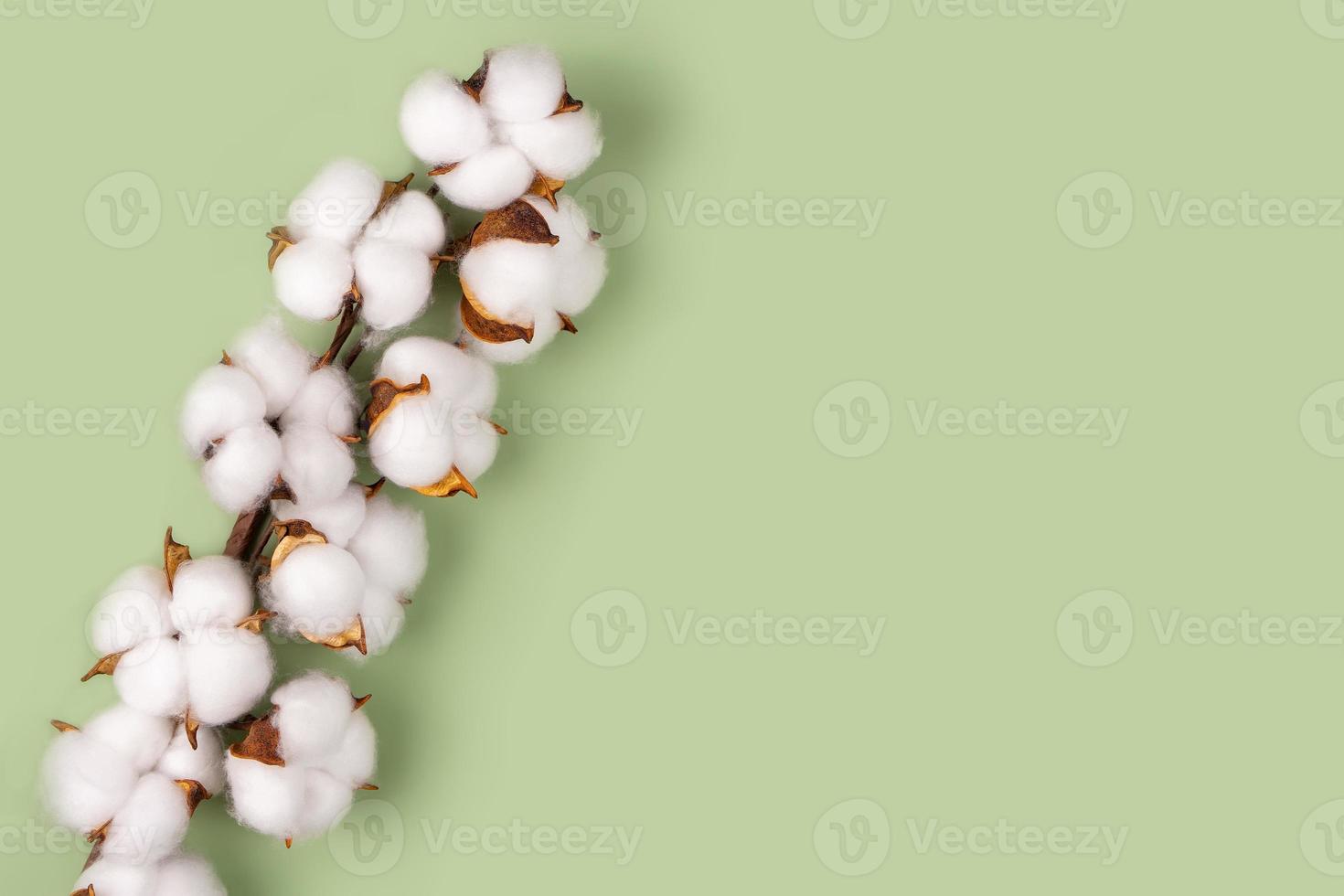 Branch of cotton flowers on green background flat lay, copy space photo