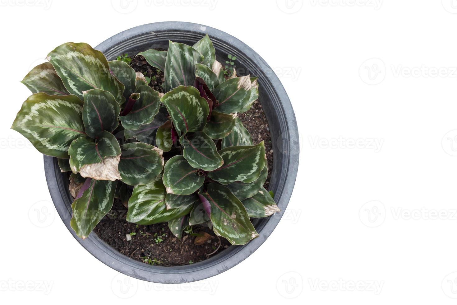 Top view Calathea roseopicta Linden Regel Medallion plant in black plastic pot isolated on white background. photo