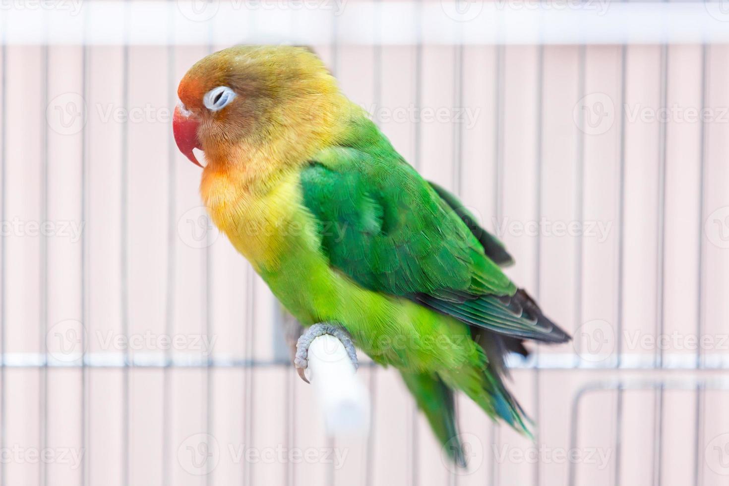 Yellow and green parrot in a cage sleeping photo