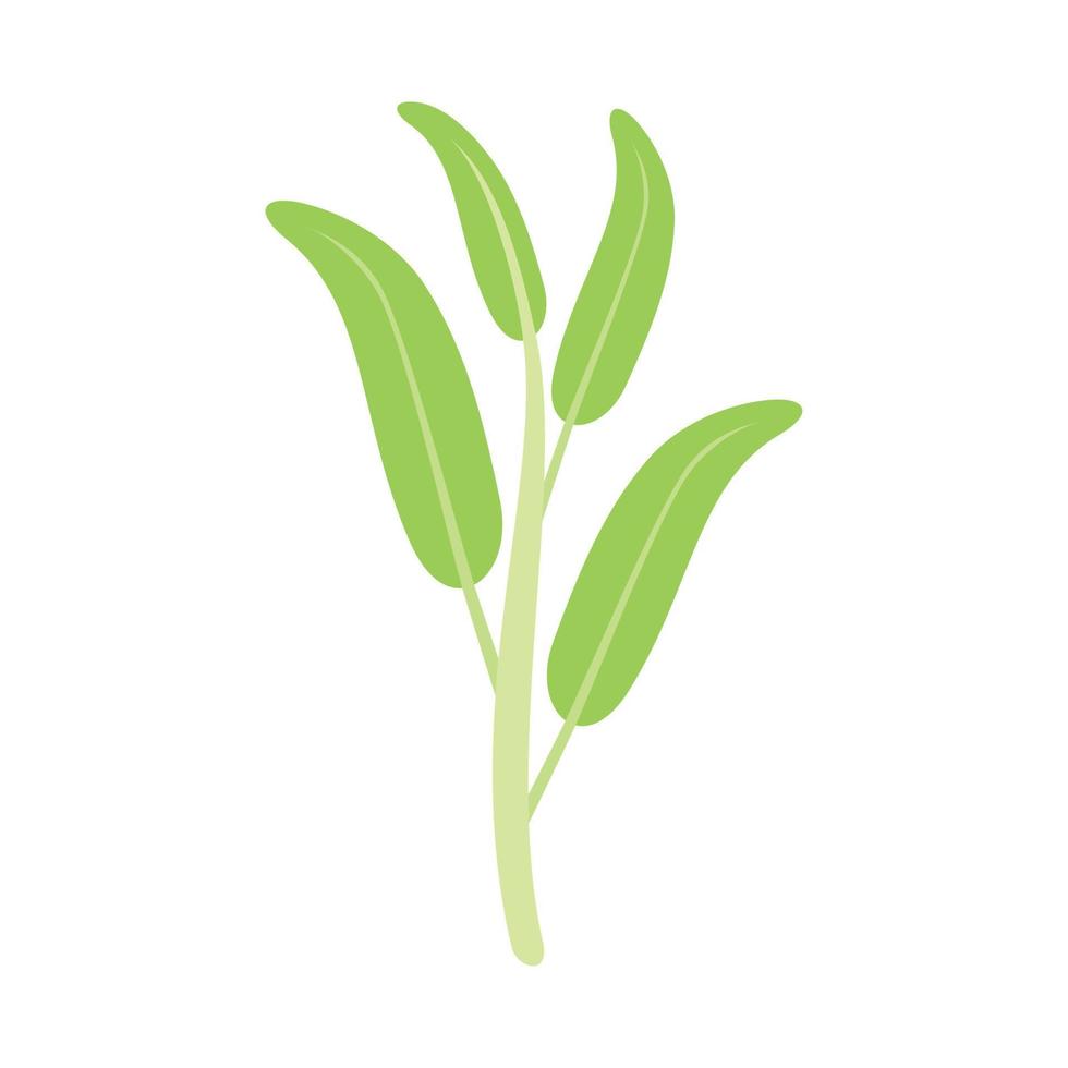 Herbal sage icon flat vector. Herb plant vector