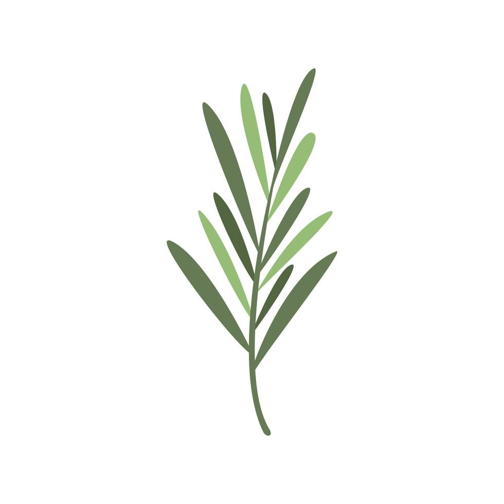 Rosemary plant icon flat vector. Herb leaf vector