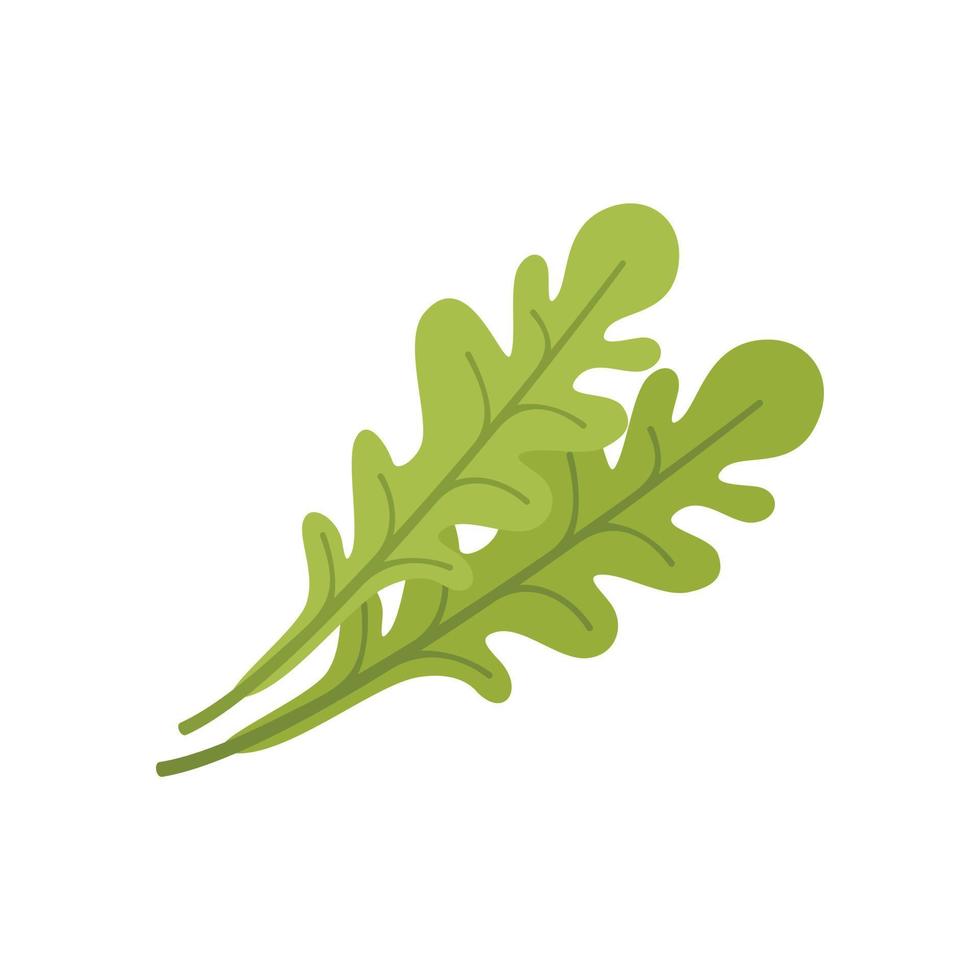 vector plano de icono de hoja de rúcula. ensalada de rúcula