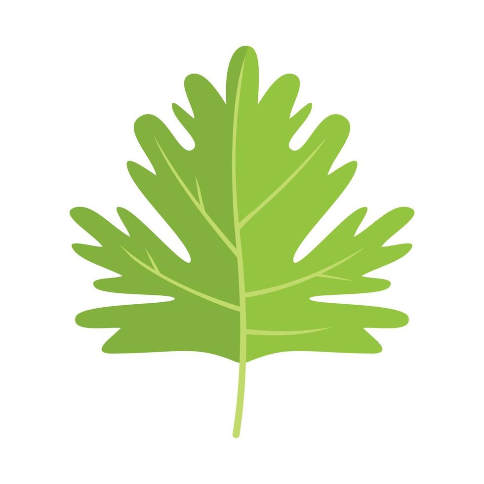 vector plano de icono de hojas de perejil. hierba de hoja