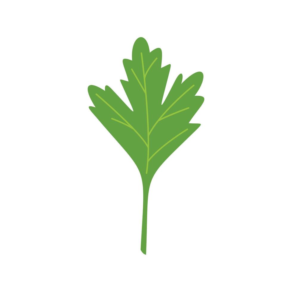 Parsley dill icon flat vector. Herb leaf vector