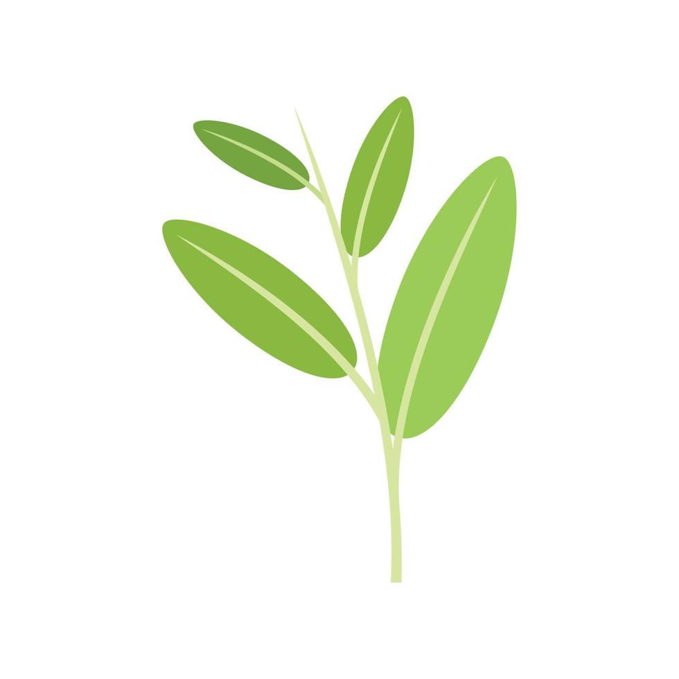 Sage cedar icon flat vector. Mint tea vector