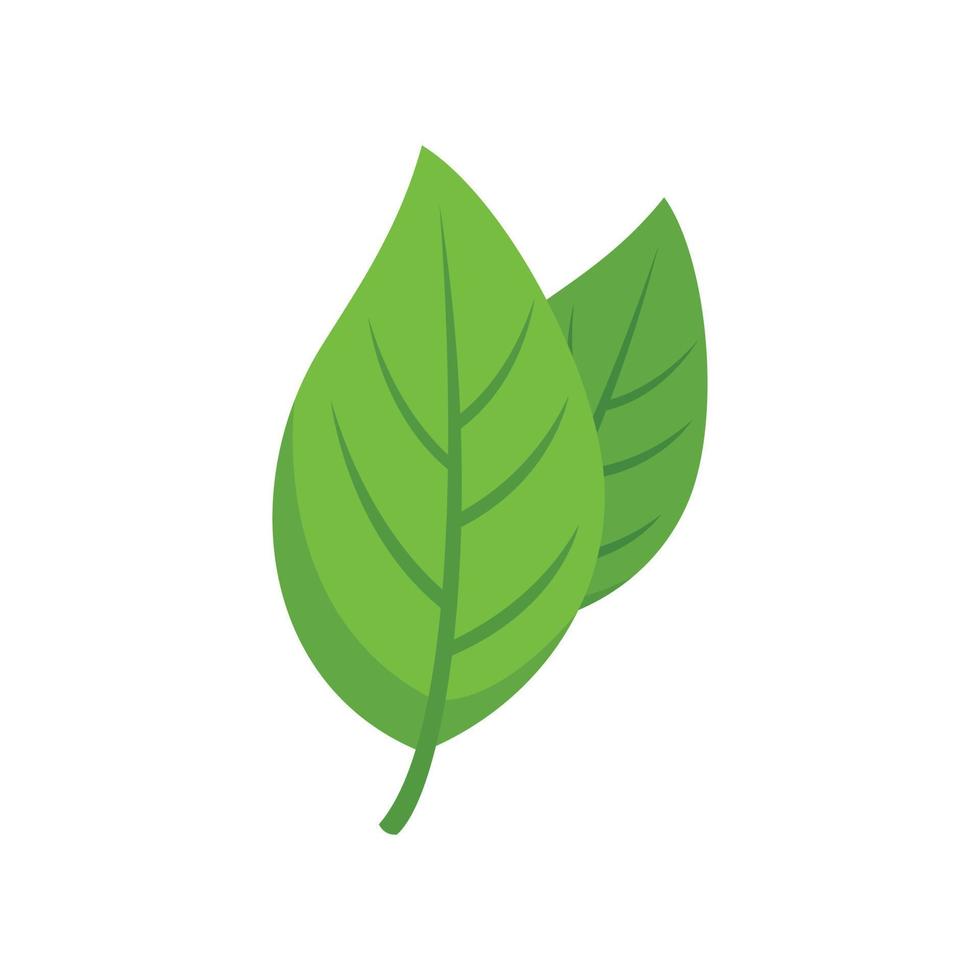 vector plano de icono de planta de especias de albahaca. hoja de hierba