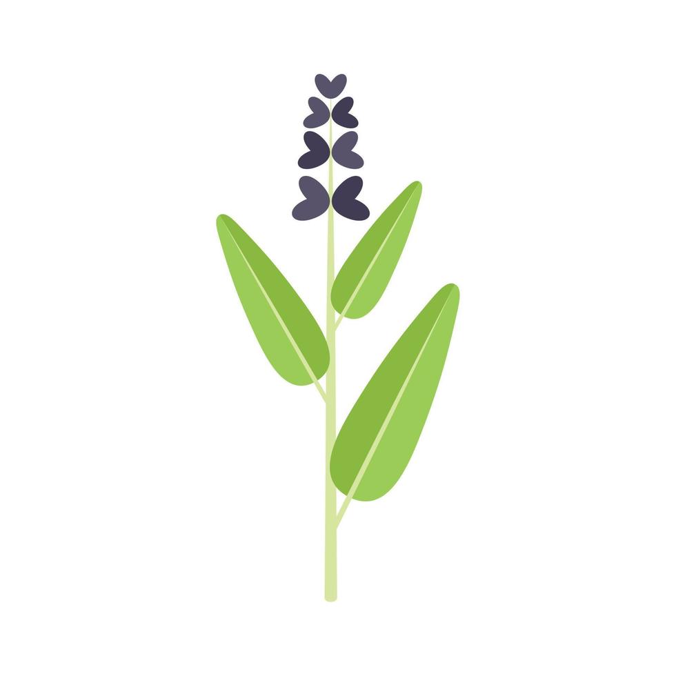 Sage flower icon flat vector. Herb plant vector