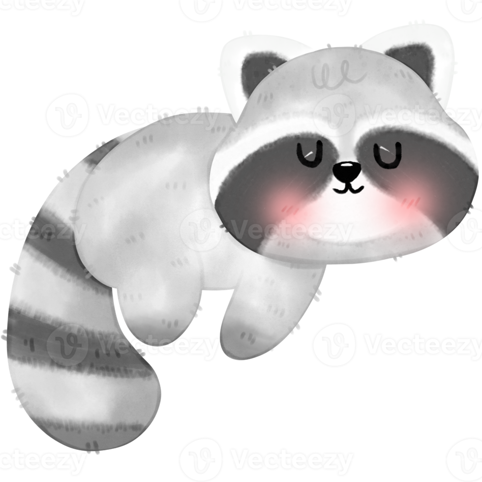 Cute Raccoon illustration png