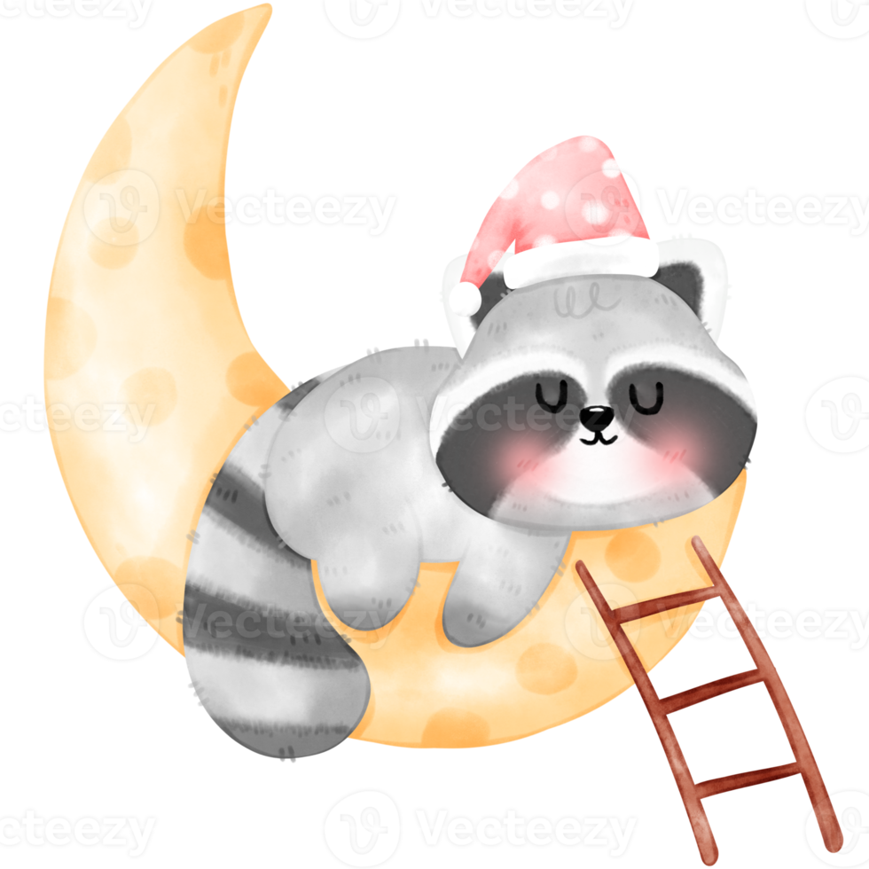 Cute Raccoon illustration png