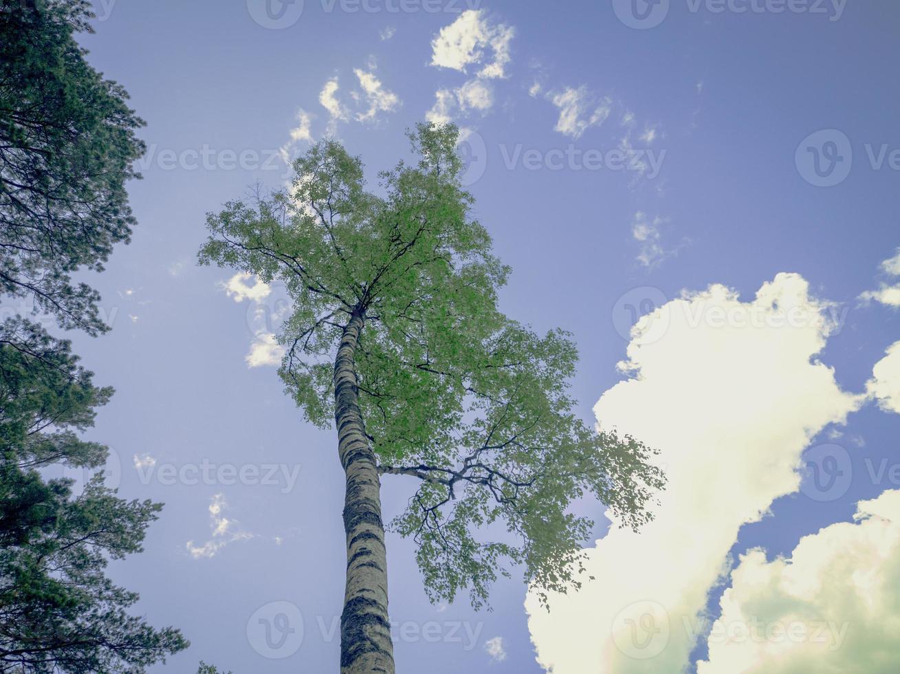 Top of birch tree against the blue sky with clouds in bright sun beams photo