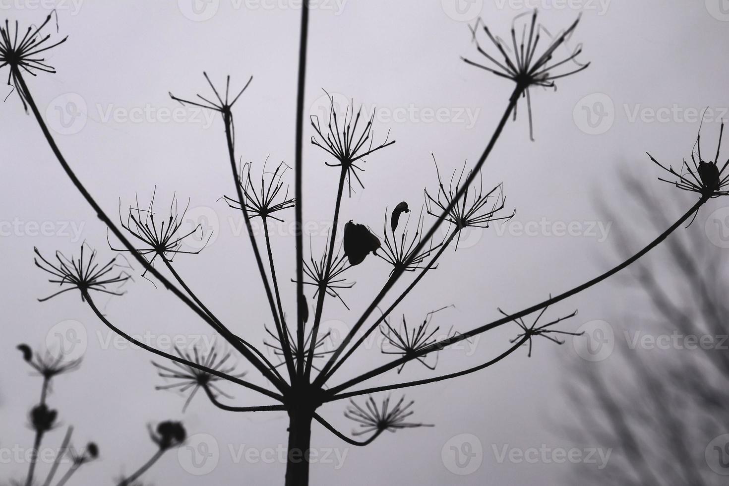 Artwork of wild hogweed in winter sky. Abstract black and white photography art. photo
