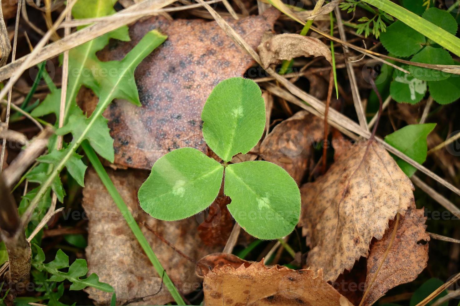 Three leaf clover small plant with white dots sticking out the old dry autumn leaves on grass background photo