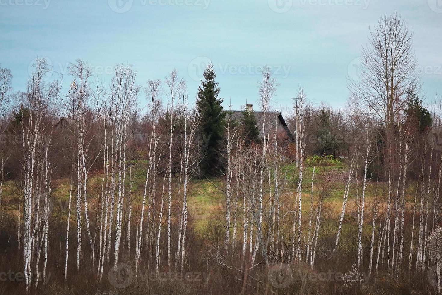 Leafless autumn birch forest with one big pine tree in between on blue sky background photo