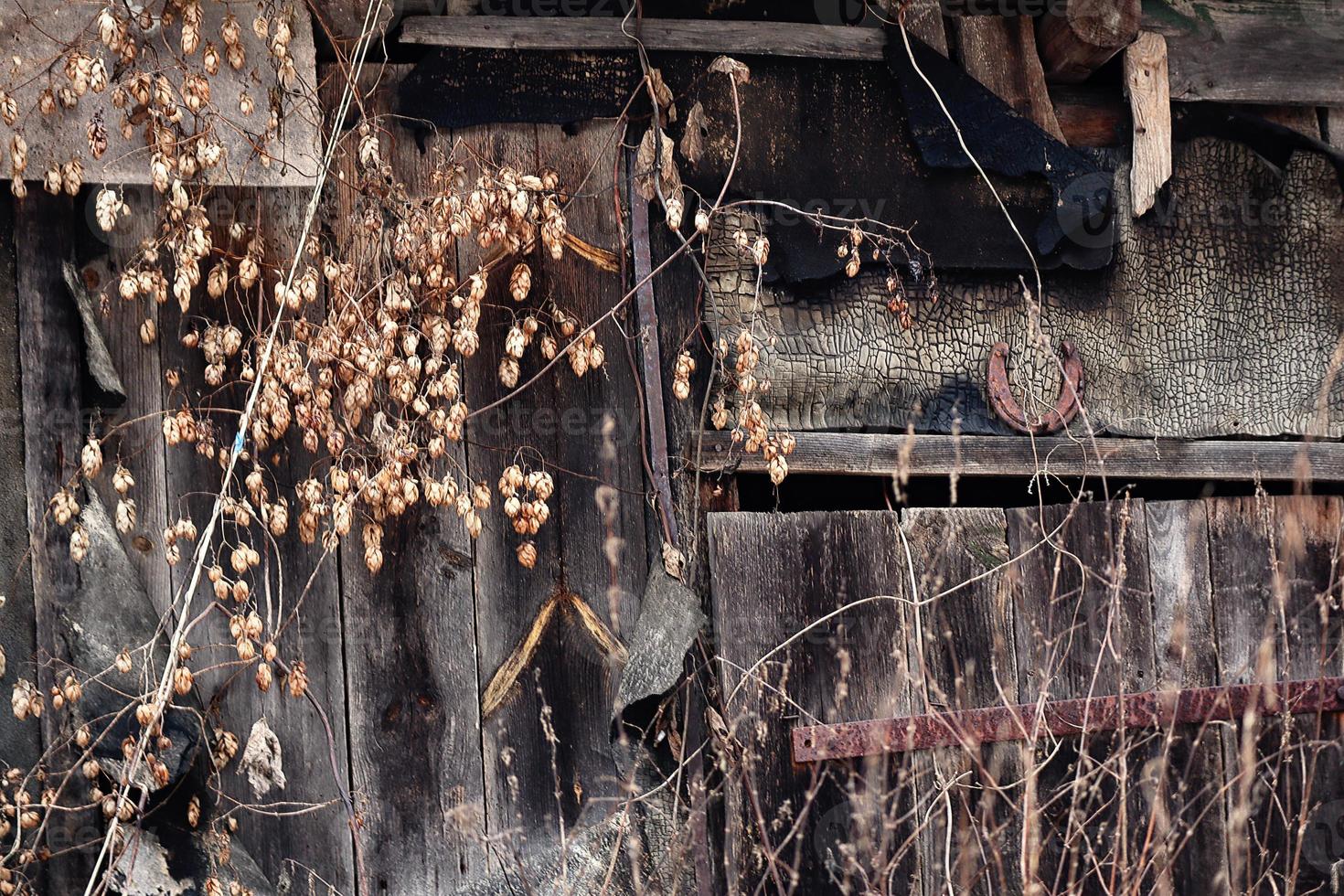 Old weathered wooden wall texture with closed window and horse shoe dry brown wild hop creeping on photo