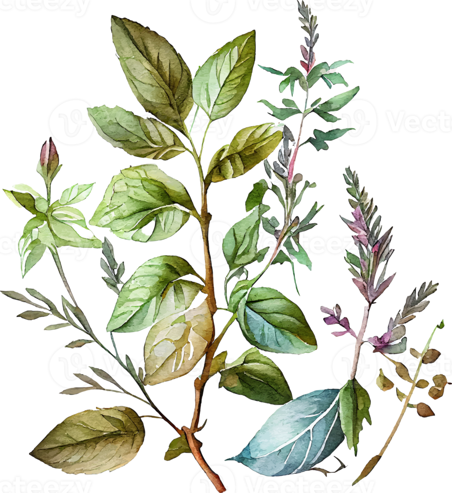 Green Watercolor Natural Plant Herb Set png
