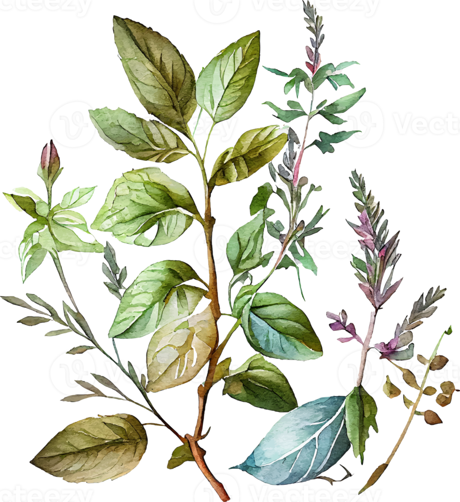 ensemble d'herbes végétales naturelles aquarelle verte png