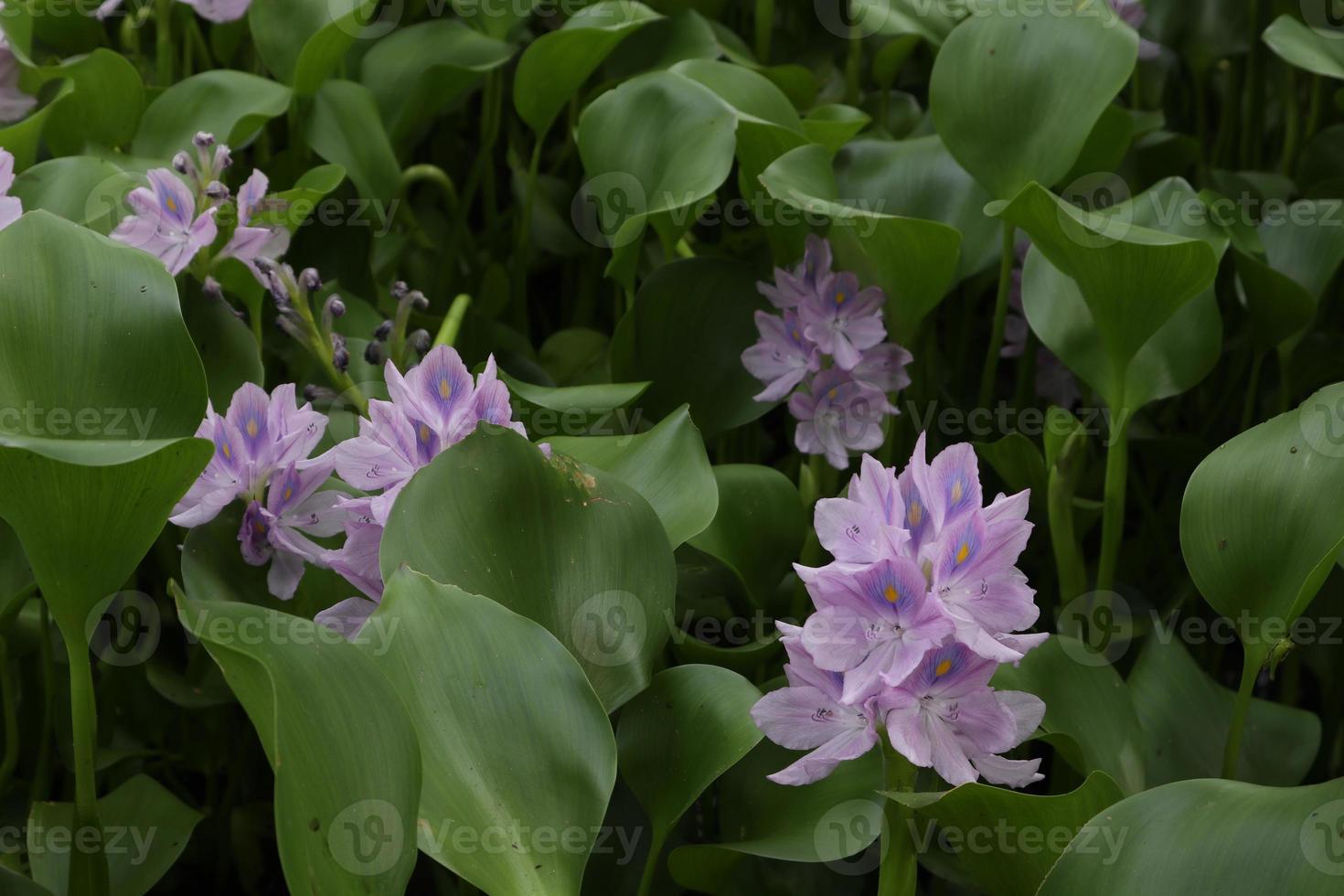 jacinto de agua eichhornia crassipes con una sola flor morada. jacinto de agua en fuentes de agua naturales foto