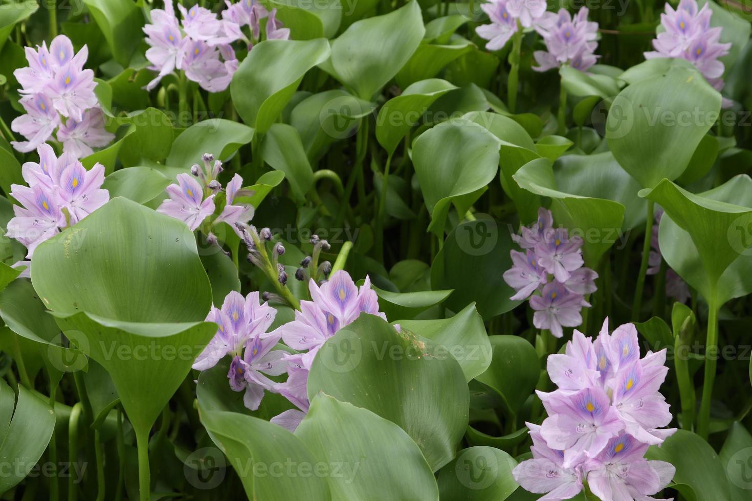 Water Hyacinth. Eichhornia crassipes with a single purple flower.  Water hyacinth in natural water sources photo