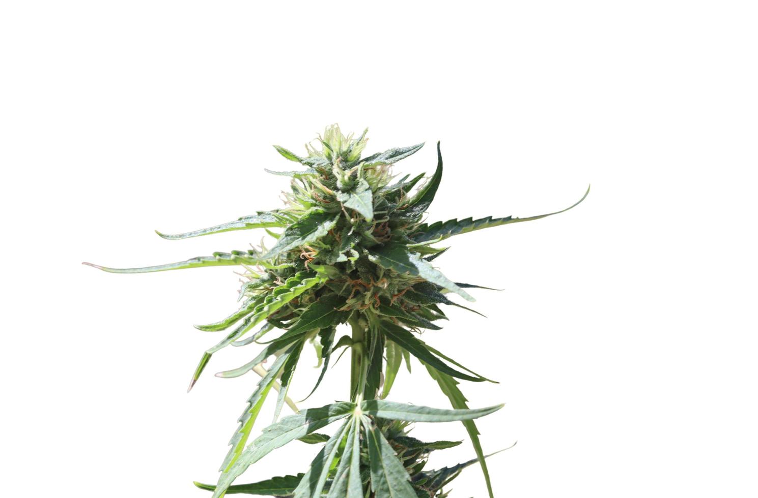 flor de marihuana medicinal con tricomas y pelos y hojas naranjas. la planta de cannabis es completamente. foto
