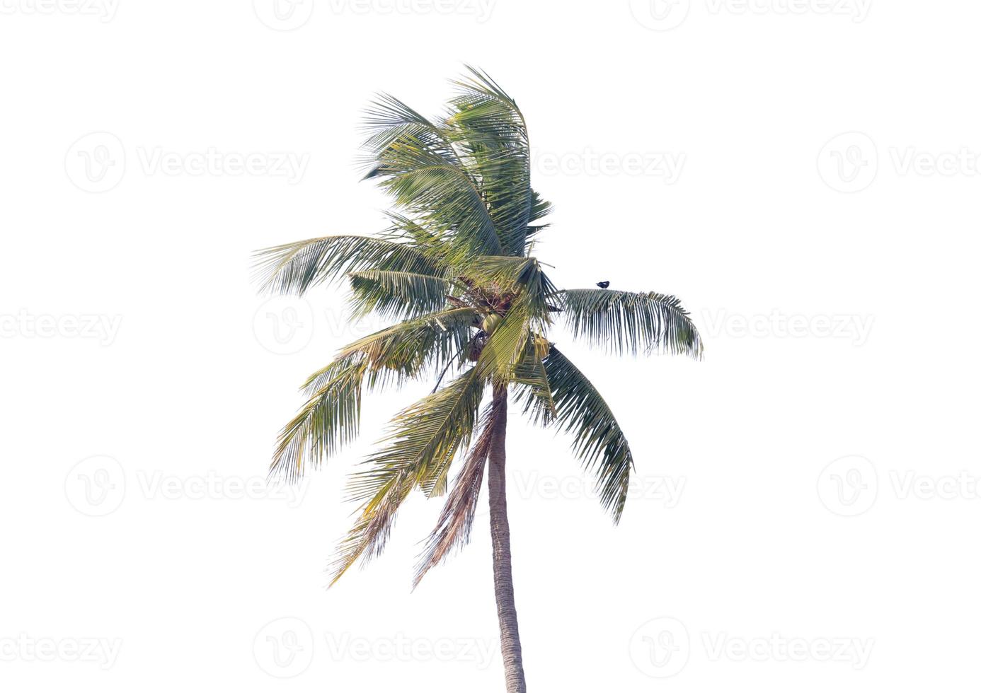 árbol de coco sobre fondo blanco foto