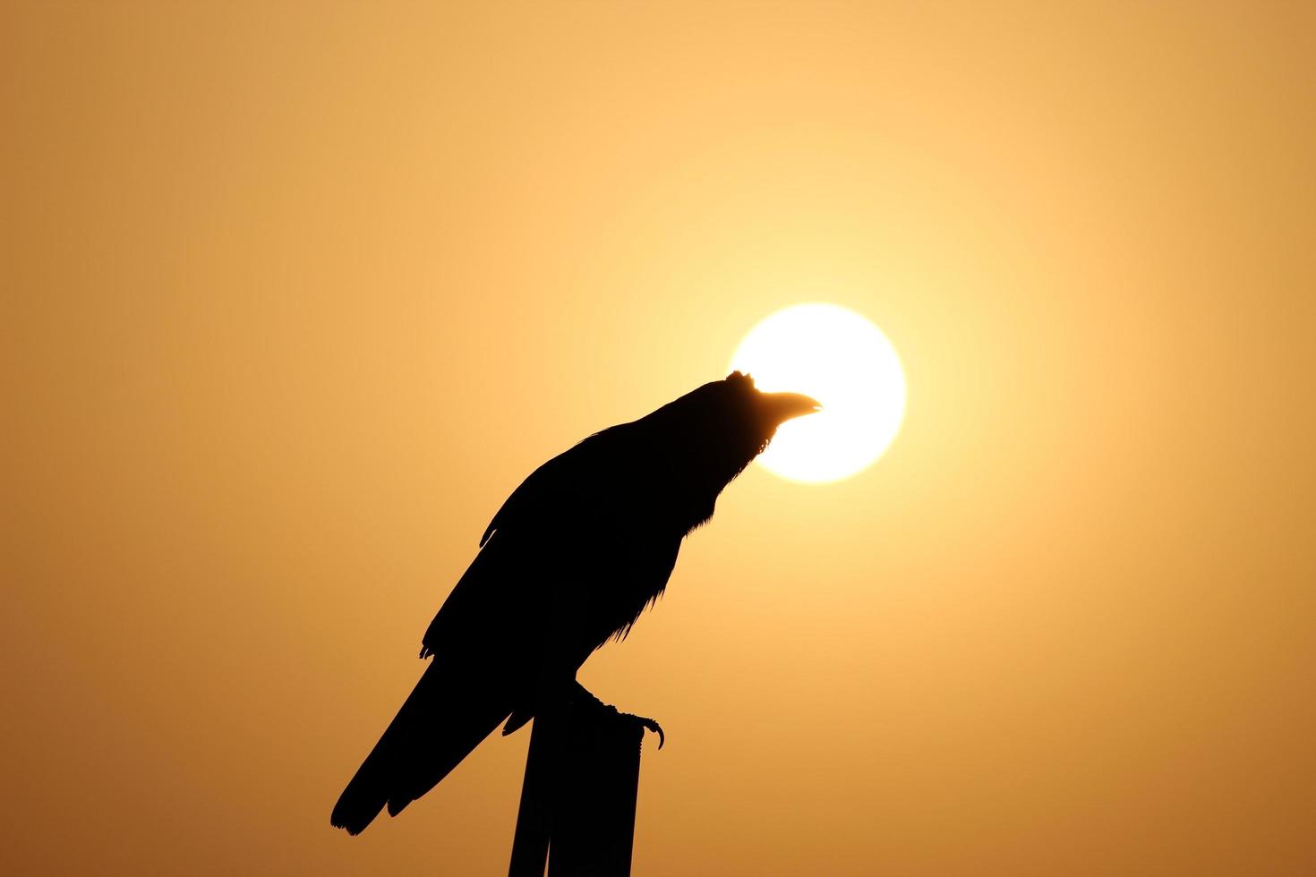 Silhouette of a raven perched on a wooden plank during a beautiful sunset photo