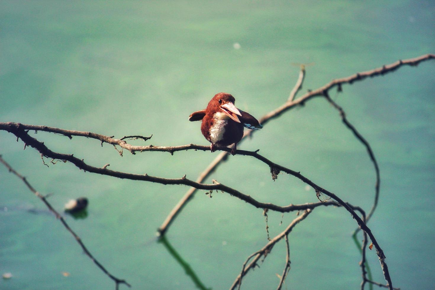 Beautiful view of white-throated kingfisher flapping wings while perched on a tree branch photo