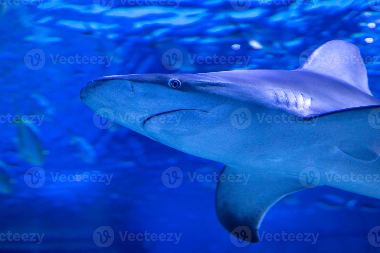 Shark in the water. Aquatic creature. Water world. Sea, ocean, lake and river fauna. Zoo and zoology. photo