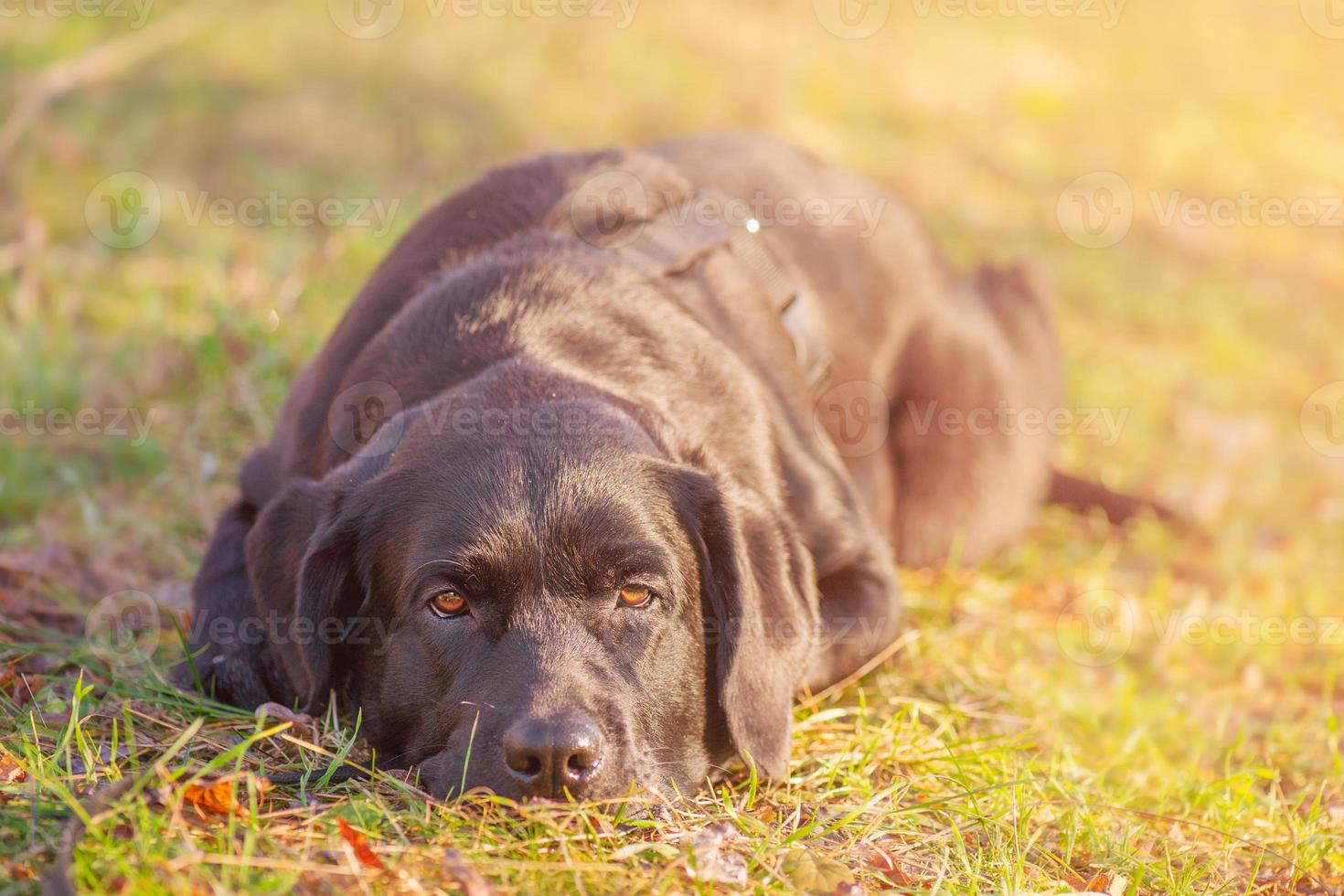 A black Labrador retriever dog is lying on the grass. Labrador on a walk. photo