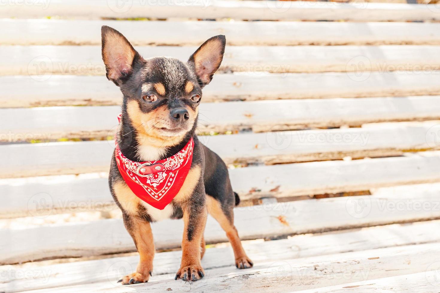 Chihuahua tricolor dog on a white bench. A pet chihuahua in a red bandana. photo