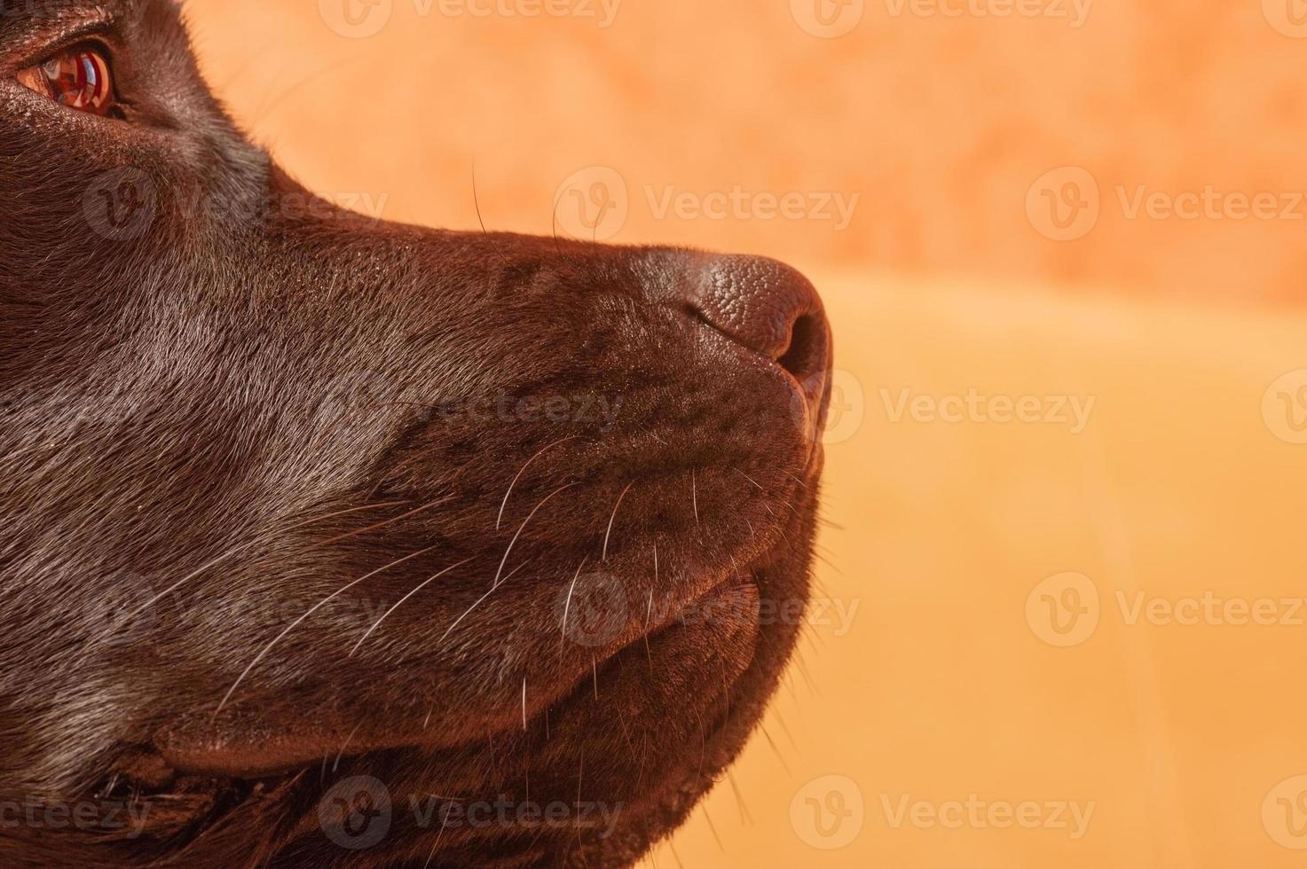 perfil de primer plano de un perro negro. labrador retriever bozal nariz ojos. foto