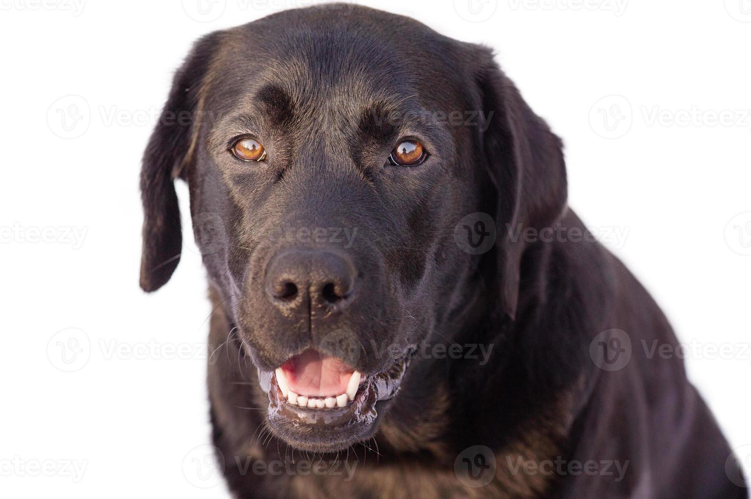 Labrador retriever isolate. The dog is black on a white background. Animal, pet. photo