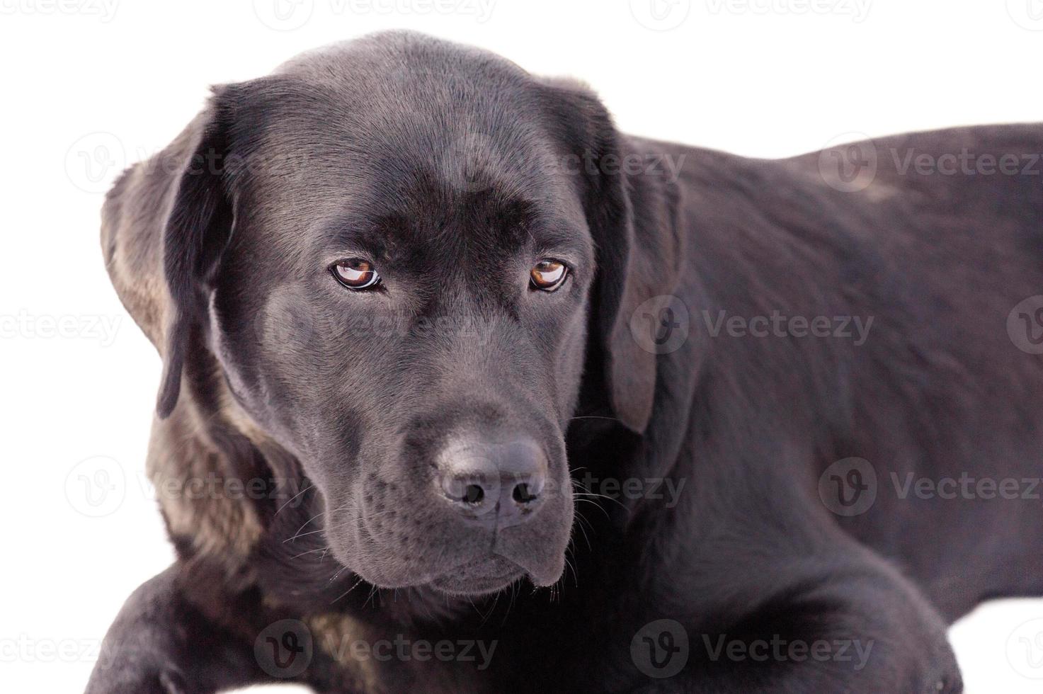 Labrador retriever dog isolated on a white background. Black labrador puppy. Animal, pet. photo