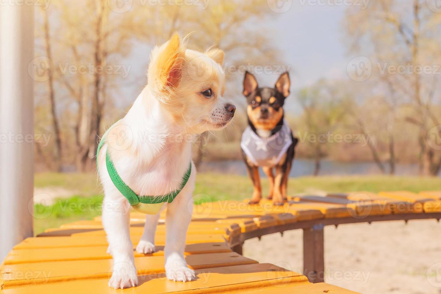 Focus on white chihuahua puppy, black dog defocused. Dogs in clothes are standing on a bench. photo