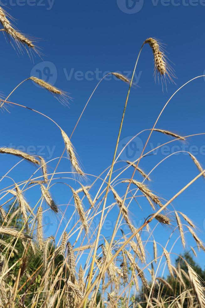 espigas maduras de trigo contra el cielo azul foto