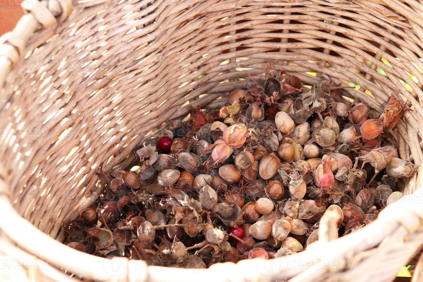 unpeeled hazelnuts in a wicker basket photo