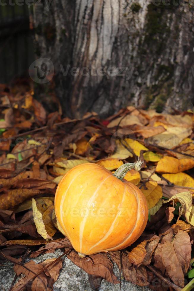 pumpkin on stones and dry leaves under the trees photo